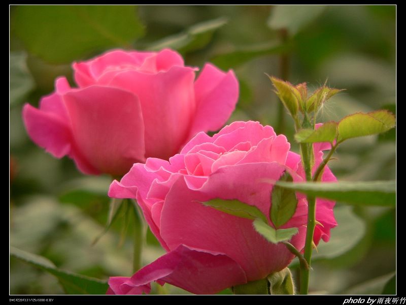 wholesale rose plants