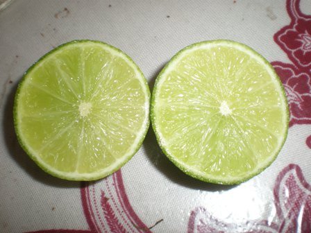 seedless lime-limau nipis tanpa biji(anak pokok)