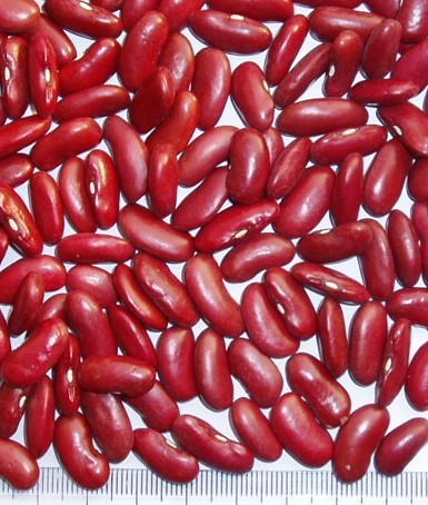 dark red kidney bean british type