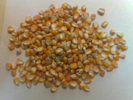 Maize | Maize Exporter | Corn Grain Seller | Maize Buyer | Bulk Maize Grain Importer | Corn bean Buyer | Corn bean Wholesaler | Corn Grain Manufacturer | Best Quality Corn Grain | Cheap Maize Supplier | Low Price Corn | Yellow Corn | White Cron | Baby Mai