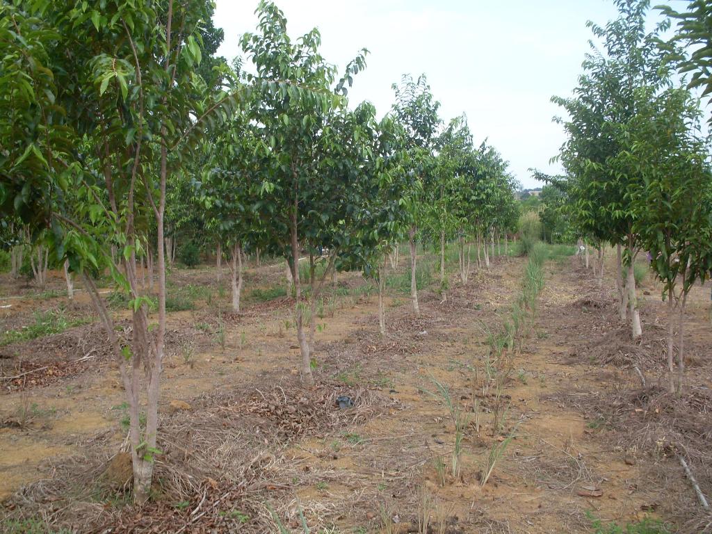 Agarwood Seeds