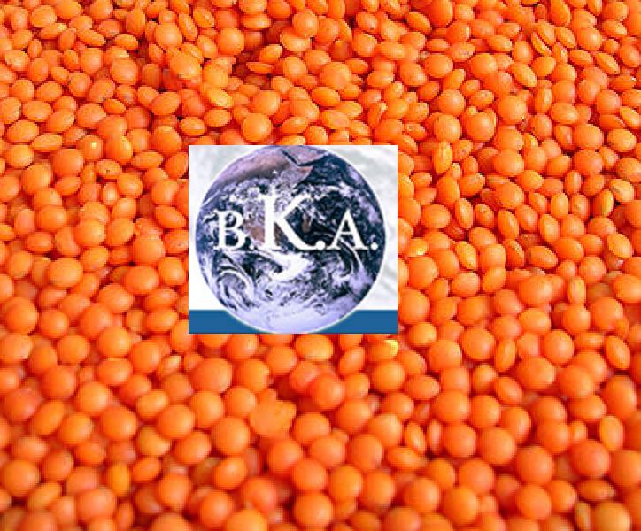 RED LENTIL