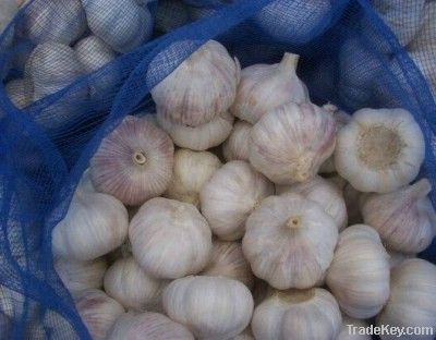 garlic