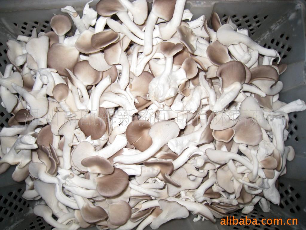 Pleurotus geesteranus