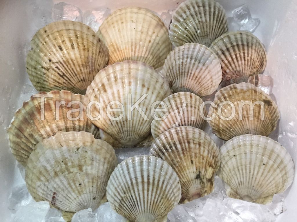 Hokkaido Scallops Live Frozen