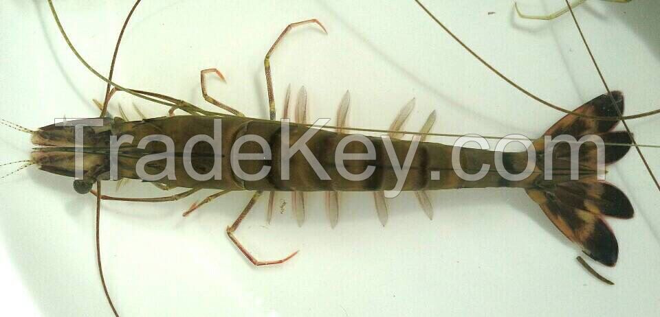 Black Tiger Prawn and White Shrimp (Frozen Or Fresh)