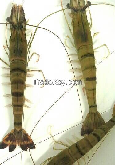 Black Tiger Prawn and White Shrimp (Frozen Or Fresh)