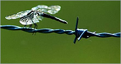 Barbed Wire