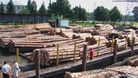 Sell wood logs from Ukraine