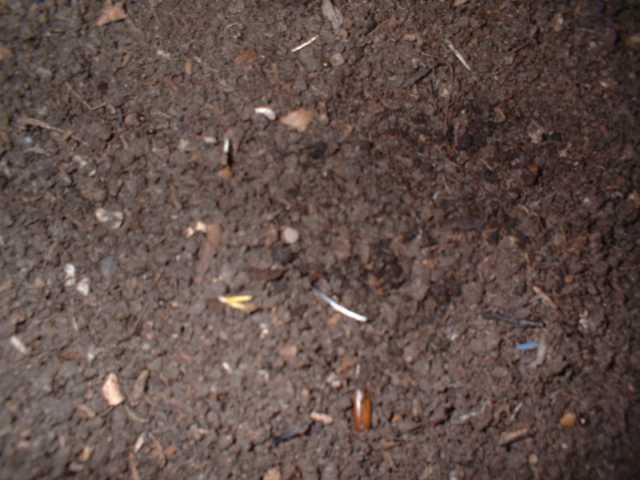 Vermicompost