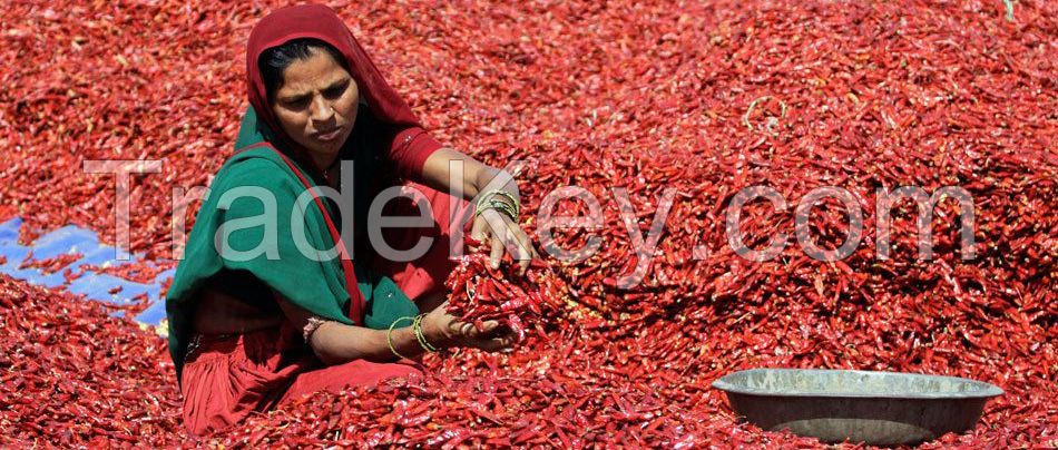 Reg ; Hot Dry Red Chillies in Bulk Supply at from Chennai India - rja S17, 2. Sannam 334 / S4 / S10, 3. Byadgi, 4. Endo 5, 5 Wrinkled 273, 6. Guntur Red Chilli, 7. Kashmiri Chilli, 8. DD Chilli, 9. Mahi Red Chilli,