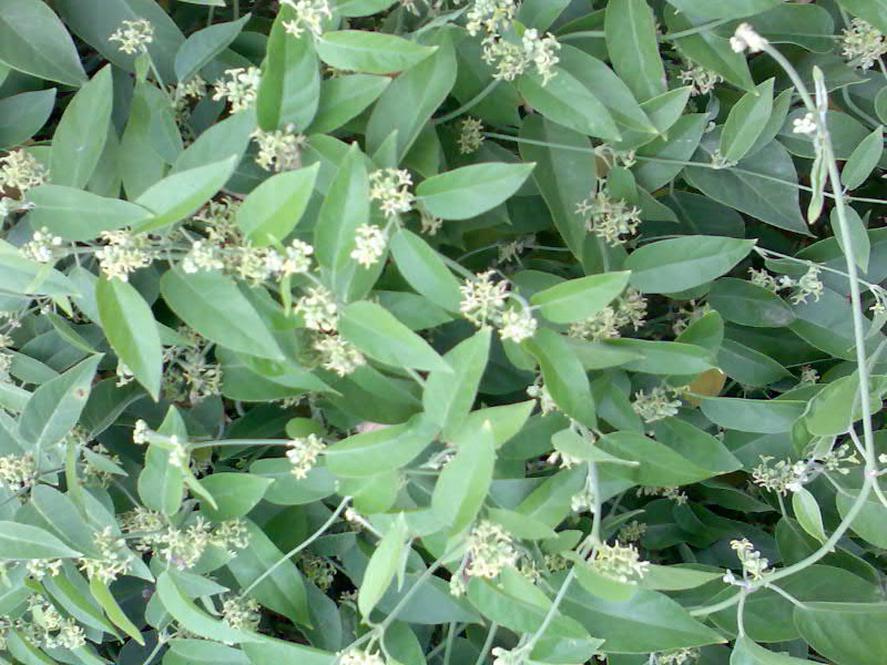 Leptadenia Reticulata Dry Herbs