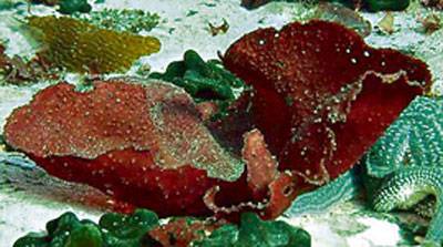 Red seaweed , Gigartina skottsbergii: