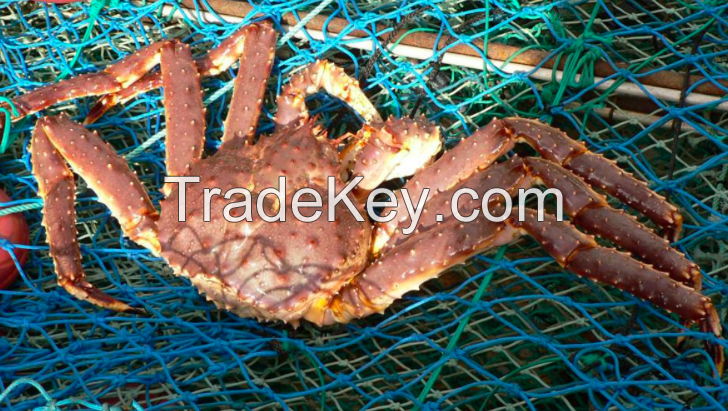 Norwegian King Crab 