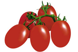 Hybrid tomato seed- FST 9511