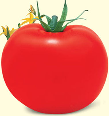 hybrid tomato seed-American Super Red