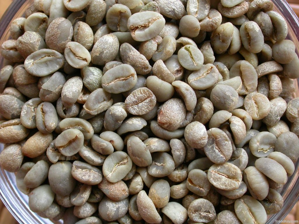 Arabica coffee beans from Yunnan Province China