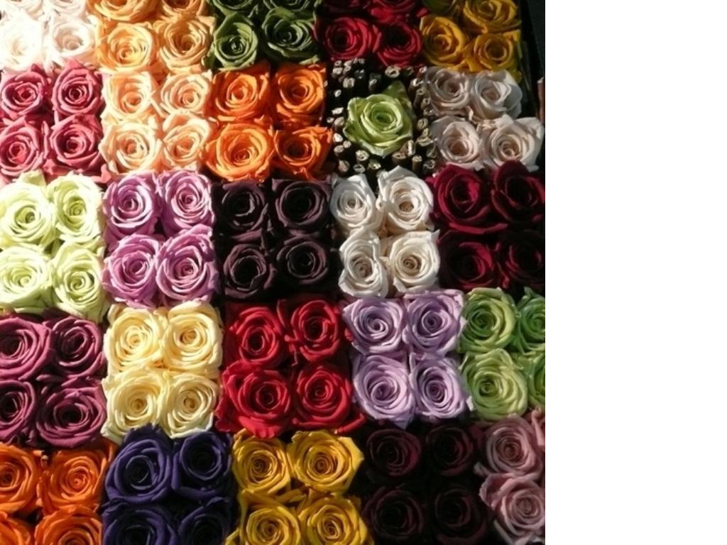 Roses, 40, 50, 60, 70, 80, 90, 100, 110 cm (Normal or Open cut)