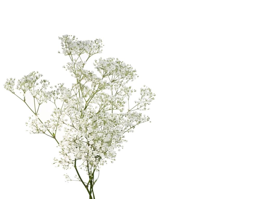 GYPSOPHILA