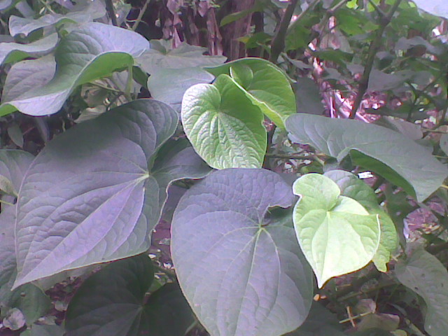 kava (Piper-Methysticum)