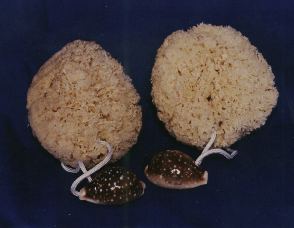 Grass Wool Sea Sponge