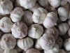 Normal white garlic