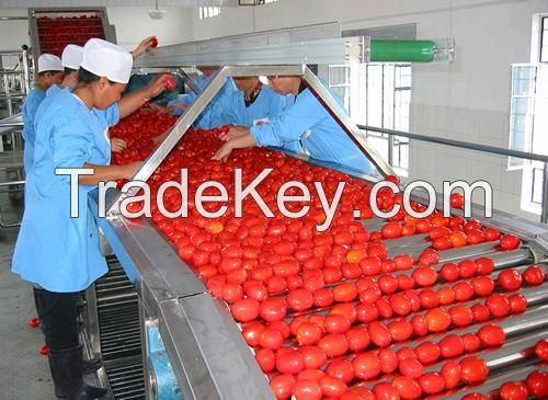 Vegetable And Fruit Washing Machine Industrial Equipment, Commercial Vegetable Washer For Sale 