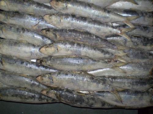 frozen sardine for bait(sardinella zunasi)