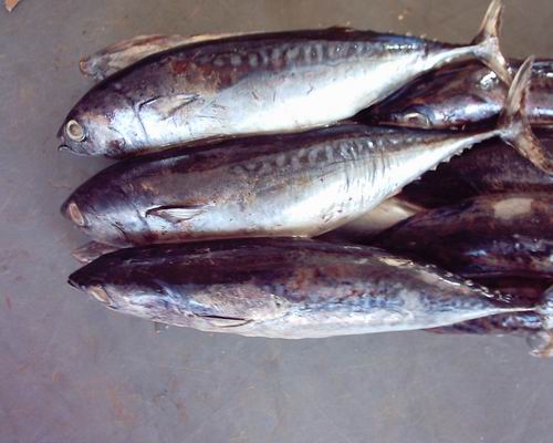 bullet tuna(auxis thazard thazard)