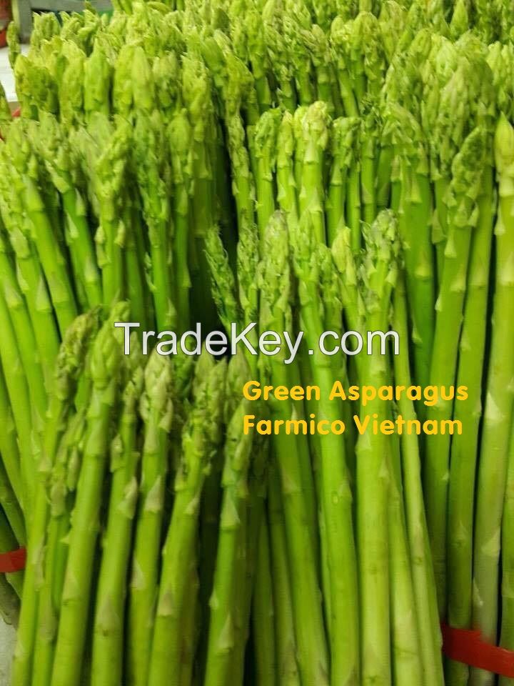 Fresh asparagus in Organic Farm Vietnam