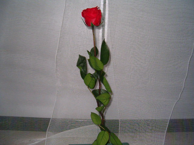 Preserved rose