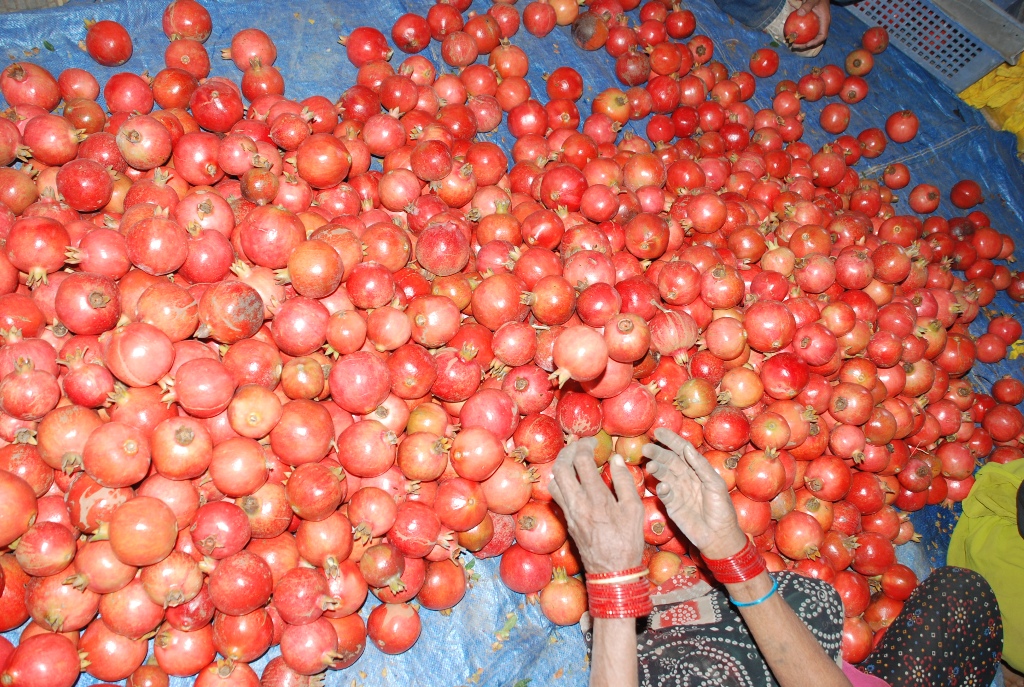 pomegranate