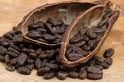 Cacao Beans