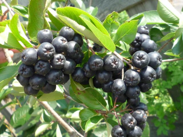 dried aronia