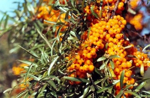 dried sea buckthorn