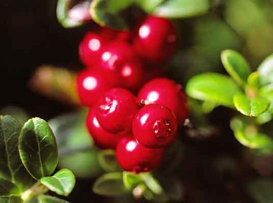 Cranberry Extract