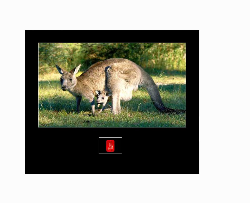 Kangaroo HD Digital Screen, Advertising Player, Advertising LCD