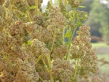 Organic Quinoa grain