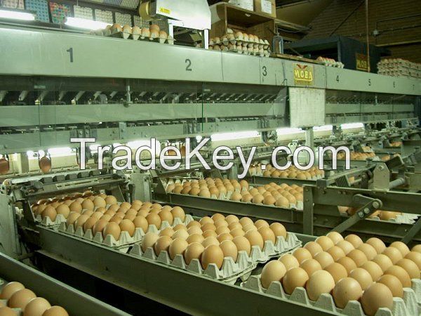 Eggs, Oeufs, Huevos Holland Export Import Victoria Mondial