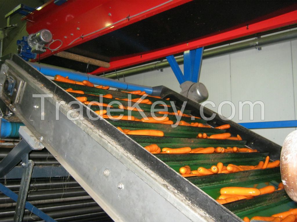 Carrots, Carottes, Carota Holland Export Import Victoria Mondial