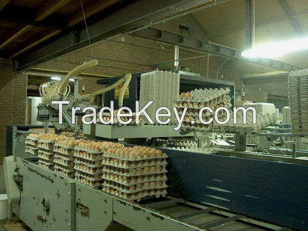 Eggs, Oeufs, Huevos Holland Export Import Victoria Mondial