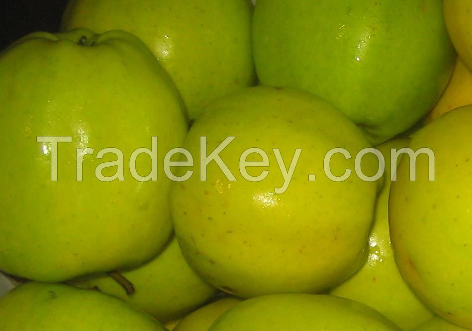 Apples, Pommes, Manzanas Holland Export import Victoria Mondial (Golden Delicious, Red Jonaprince, Jonagold)