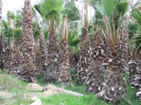 Sell washingtonia and palm trees, seedlings