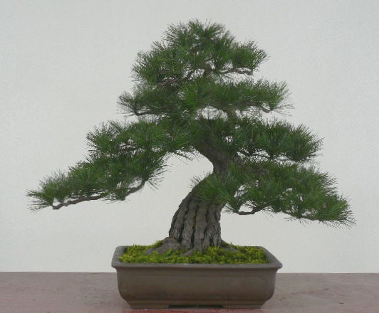 artificial bonsai BONZYU