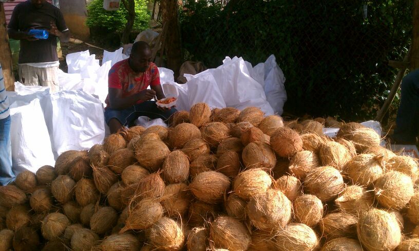 Dominican Coconuts