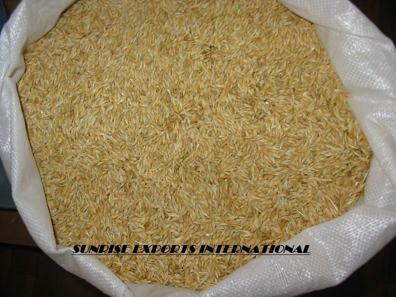 barley for animal feed