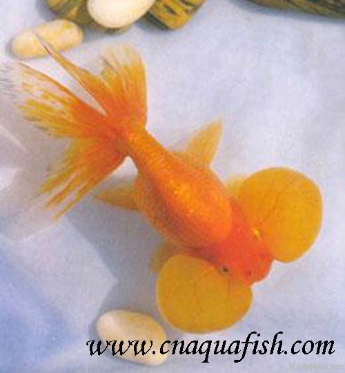 Goldfish Bubble-eye