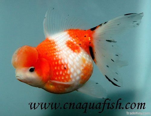 Goldfish Pearlscale