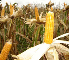 yellow corn, agricultural products