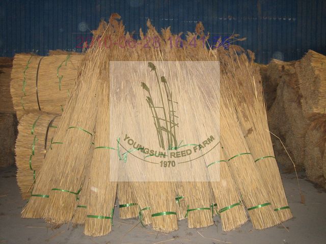 water reed trhatching roof